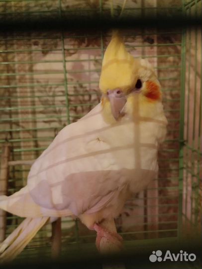 Попугай корелла