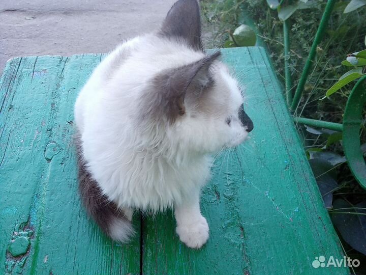 Котенок 4 месяца