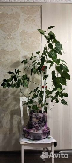 Гибискус китайская роза