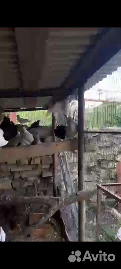 Голуби для свадьб