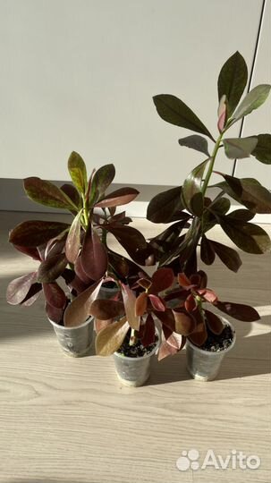 Синадениум рубра