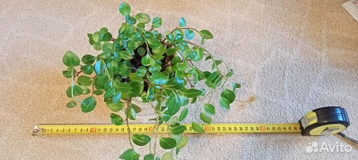 Пеперомия ампельная