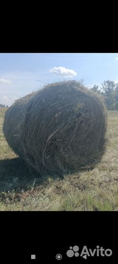 Продам сено в рулонах свежий укос