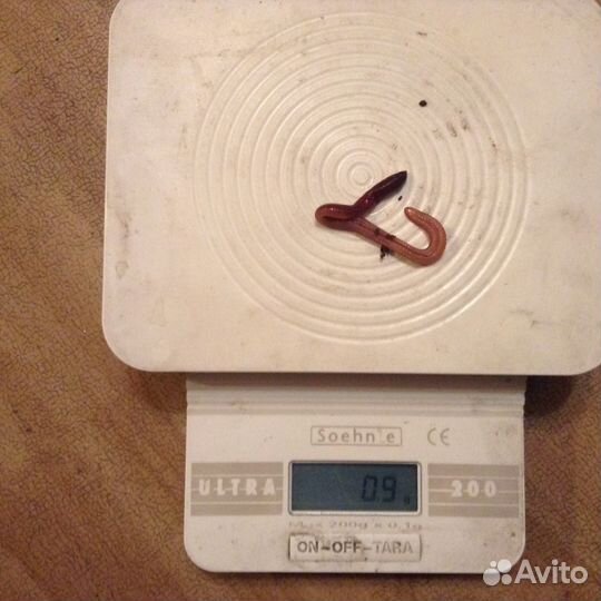 Черви Дендробена для рыбалки и разведения