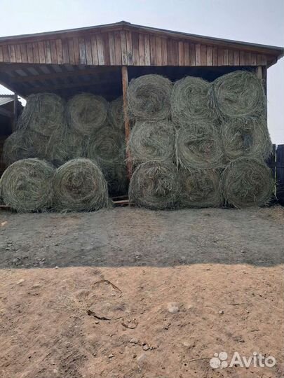 Сено в круглых рулонах