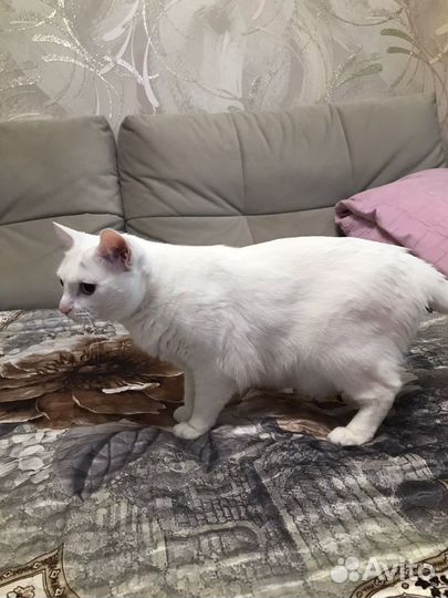 Отдам кошку