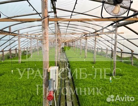 Лиственница Сибирская с зкс сеянцы