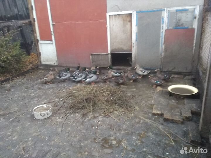 Продам диких уток