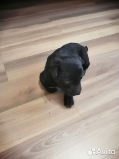 Отдам в добрые руки