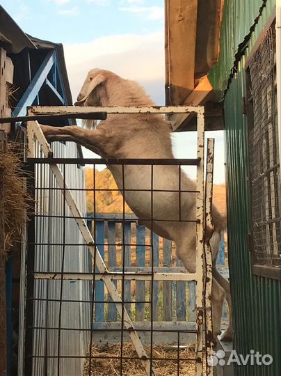 Козел каморинуб