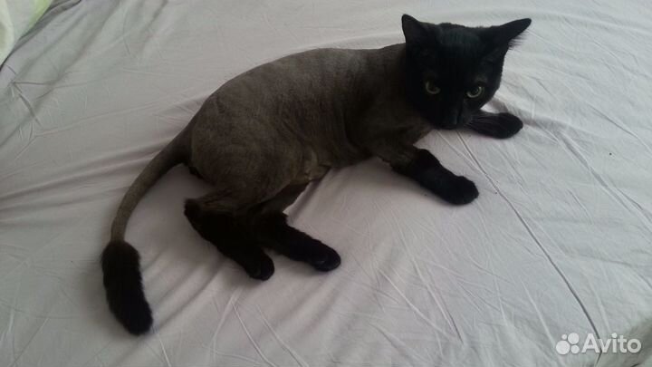 Стрижка кошек