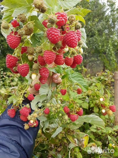 Малина Гусар саженцы