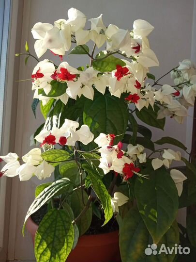 Клеродендрум Госпожи Томпсон