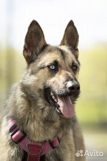 Собачка Тайна ищет дом