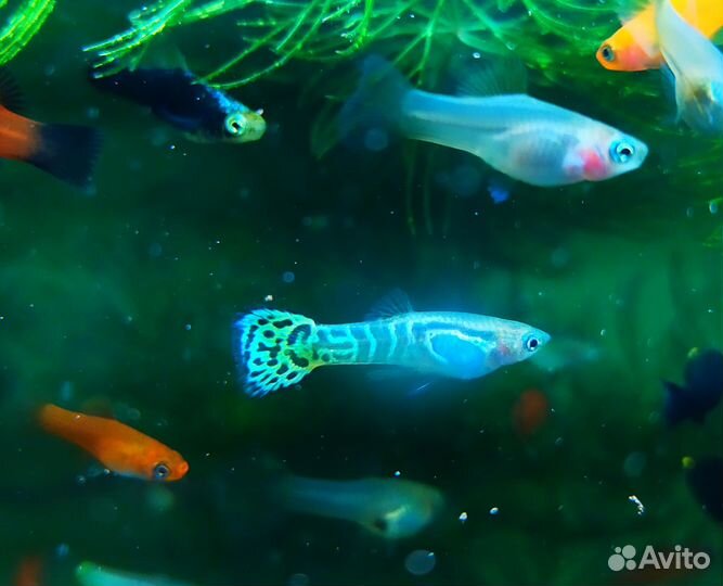 Пецилии, гуппи