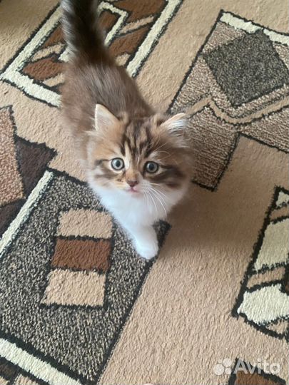 Котёнок шотландка
