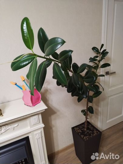 Комнатные растения