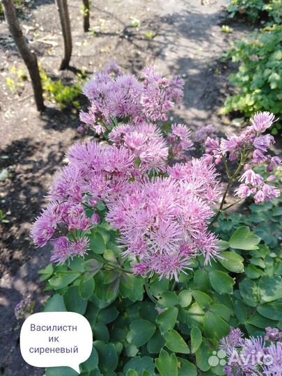 Многолетники ч. 5.Предварительный заказ