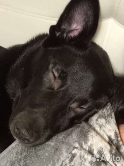 Собака в добрые руки, отдам бесплатно