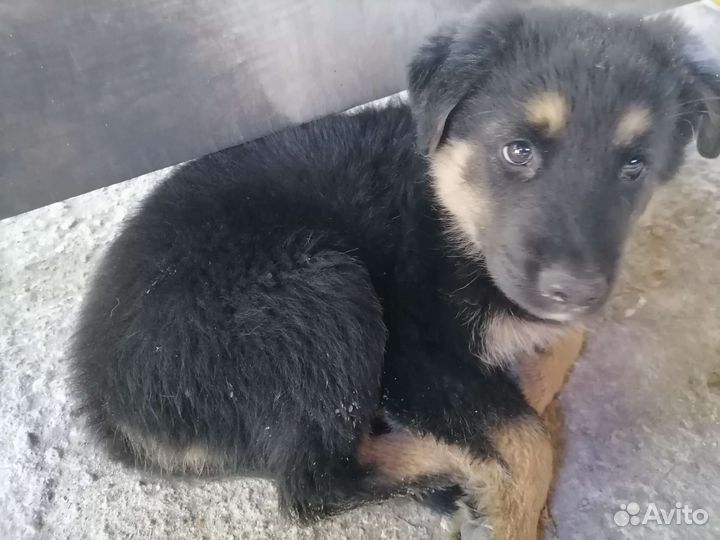 Собаки бесплатно в добрые руки щенки