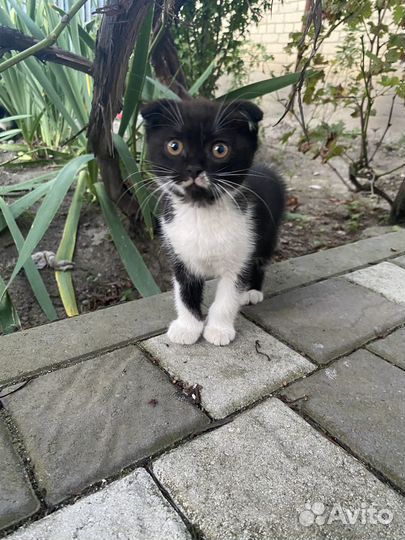 Котята в добрые руки даром