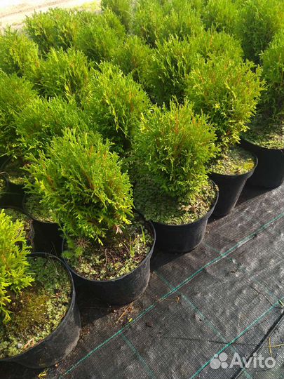 Можжевельник