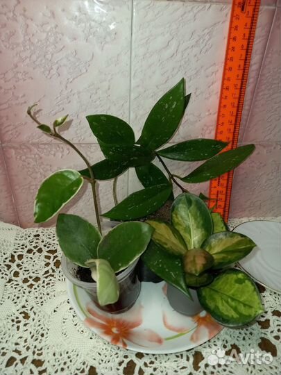 Комнатные растения излишки