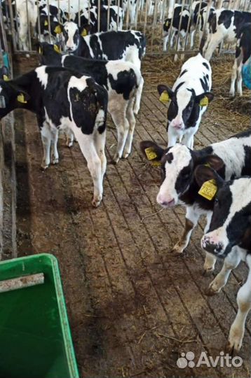 Бычки молодняк