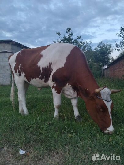 Корова голштинской породы, стельная