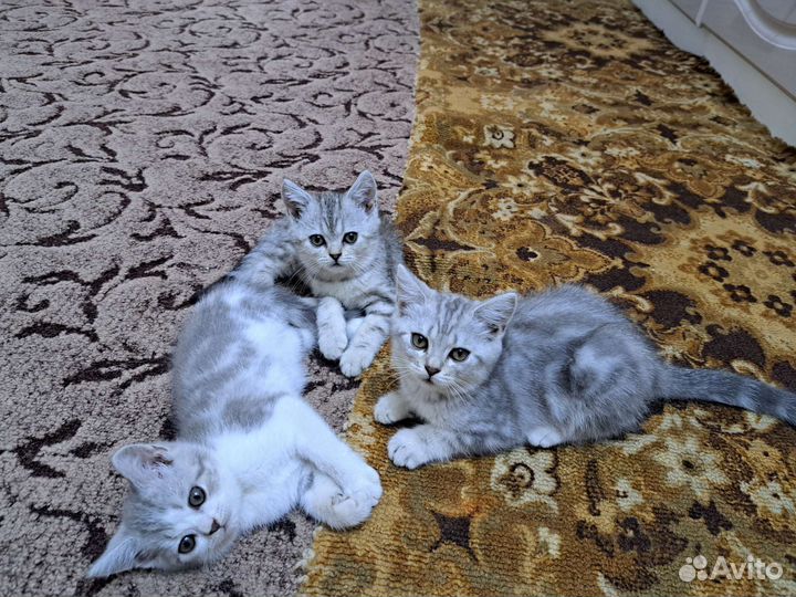 Британские котята