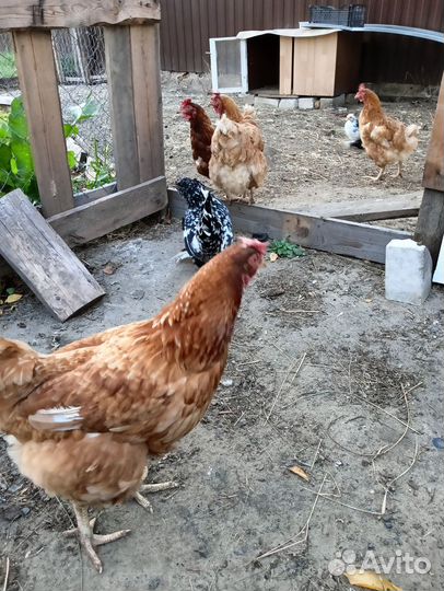 Куры несушки