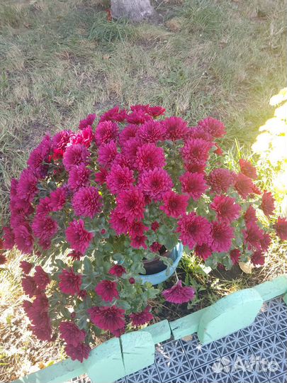 Мультфлора