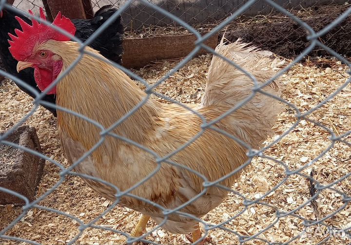 Продам петухов