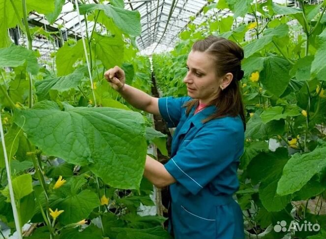 Работник в теплицу