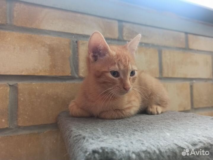 Отдаëм котят
