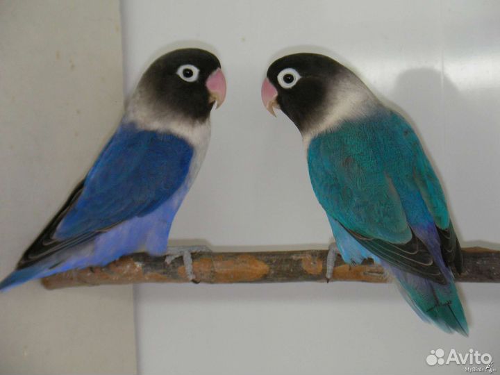 Попугай неразлучники фишер