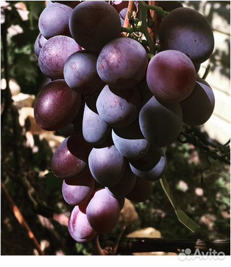 Саженцы винограда