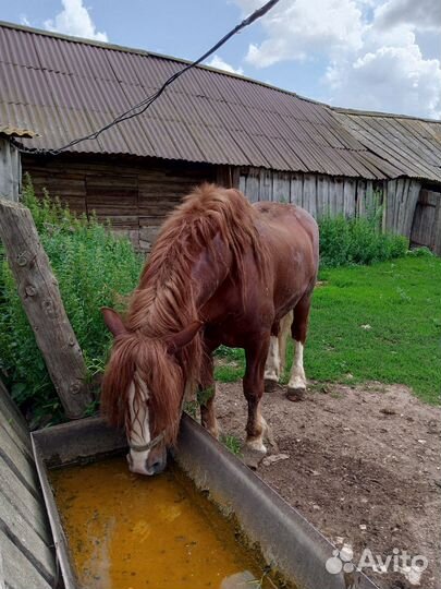 Лошадь жеребец русской тяжеловозной породы