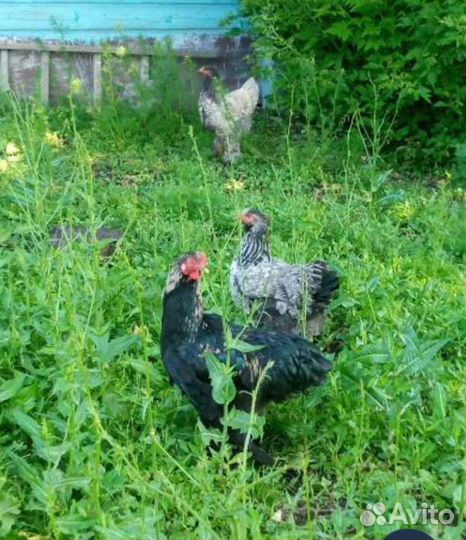 Куры молодая семья породы брама