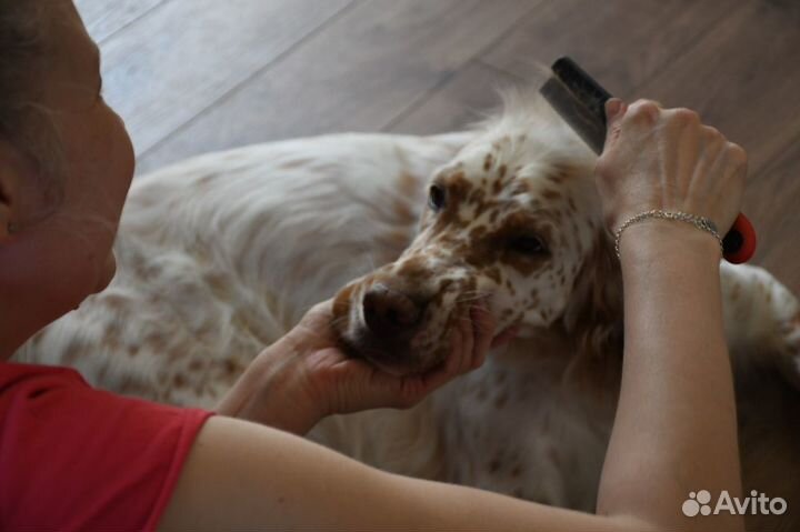 Передержка, забота о вашей собаке