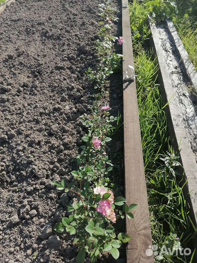 Роза миниатюрная