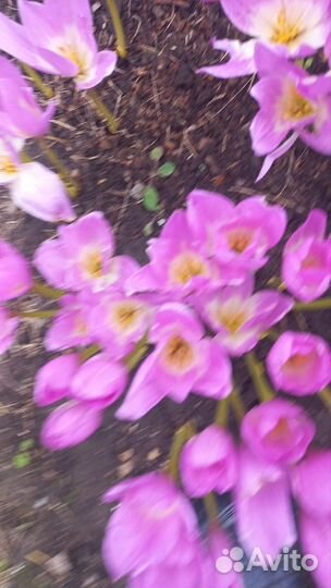 Безвременник на цвету с луковицей