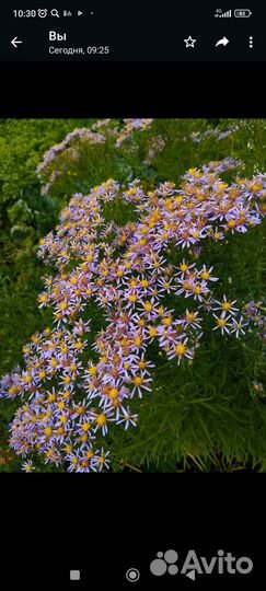 Растения для сада