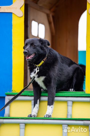 Долли собака