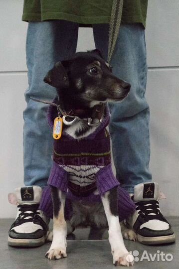 Маленькая собака Герти