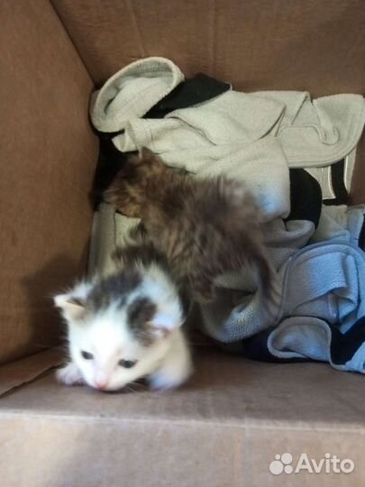 Отдам котенка в добрые руки