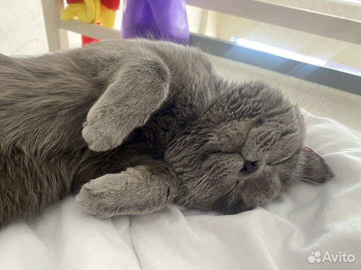 Британец вязка