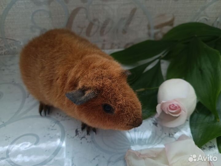 Морская свинка ам. Тедди