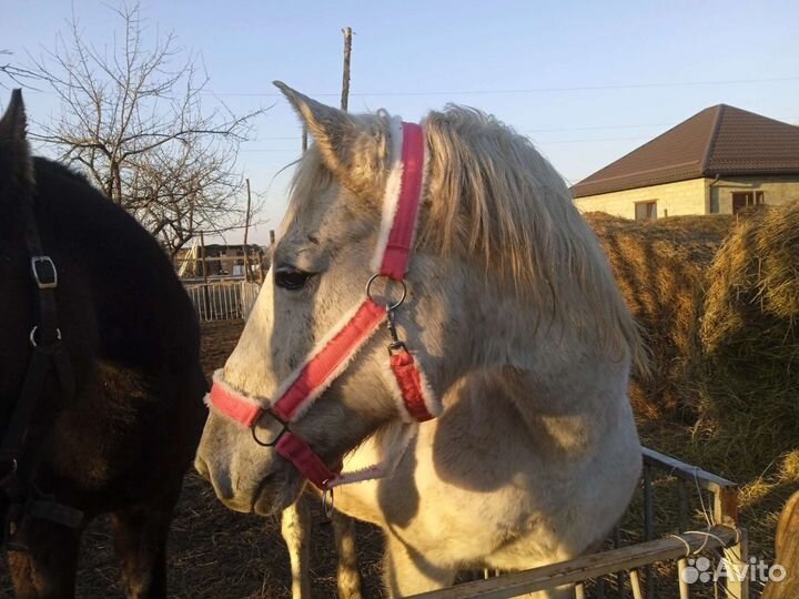 Недоуздок для лошади