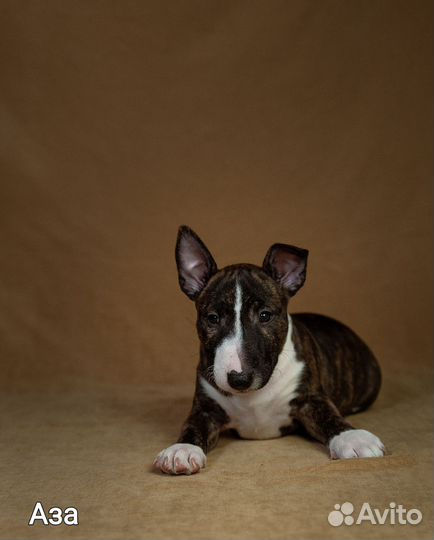 Щенки мини бультерьера